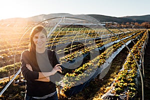 Woman farmer agronomist inspecting strawberry crops growing in the fruit farm field.Nature lover.Sustainable ecological grow.