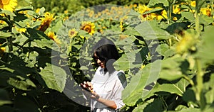 Woman farmer, agronomist working with tablet on field checking quality harvest sunflowers