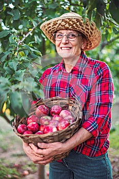 Woman farmer in the apple orchard garden pick up organic ripe apples from apple tree and gather fruits in a wooden basket full of