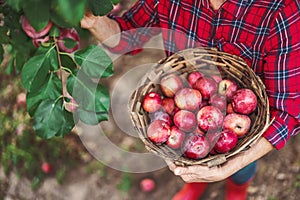 Woman farmer in the apple orchard garden pick up organic ripe apples from apple tree and gather fruits in a wooden basket full of