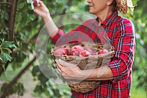 Woman farmer in the apple orchard garden pick up organic ripe apples from apple tree and gather fruits in a wooden basket full of