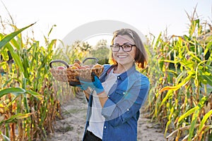 Woman farmer with basket of ripe red natural tomatoes in his vegetable garden on sunny day