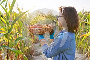 Woman farmer with basket of ripe red natural tomatoes in his vegetable garden on sunny day