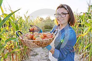 Woman farmer with basket of tomatoes in his vegetable garden, tomatoes close up