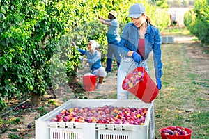 Woman farmer bulking plums into the crate at garden