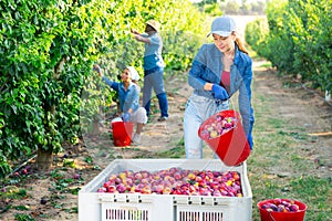 Woman farmer bulking plums into the crate at garden