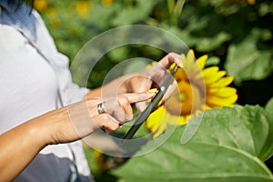 Woman farmer, bussineswoman hold tablet make sales online on field Organic sunflowers