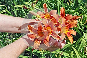 The woman - farmer care and picks a orange lilies flowers