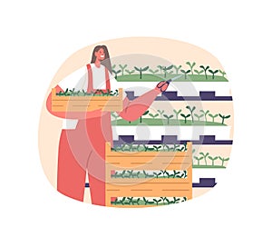 Woman Farmer Carefully Tends To Shelves Of Vibrant Microgreens, Nurturing Their Growth With Precision And Care