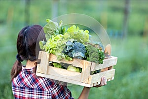 Woman farmer is carrying the wooden tray full of freshly pick organics vegetables over her head at the garden for harvest season