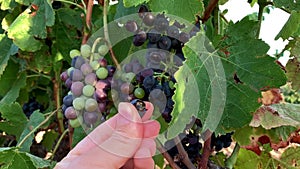 The woman farmer checking the grapes for ripeness