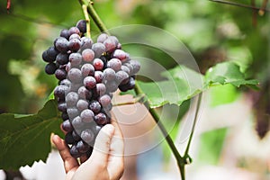 Woman farmer checking and harvesting bunch of red grapes