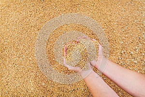 Woman farmer checks the quality of barley grain after harvest holding the grain in her palms. Agriculture, business, harvest