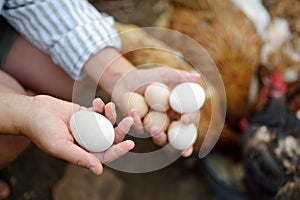 Woman farmer collecting fresh organic eggs on chicken farm. Floor cage free chickens is trend of modern poultry farming. Local