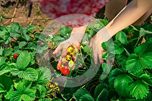 Woman farmer collects a harvest of ripe organic strawberries