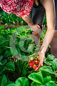 Woman farmer collects a harvest of ripe organic strawberries