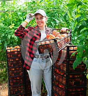 Woman farmer compiling boxes with ripe tomatoes in a greenhouse