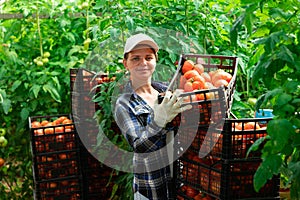 Woman farmer compiling boxes with ripe tomatoes in a greenhouse
