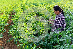 A woman farmer with digital tablet on a potato field. Smart farming and precision agriculture 4.0. modern agricultural technology