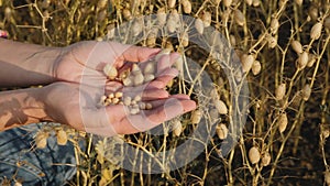 Woman farmer examines ripe chickpea beans in his hands