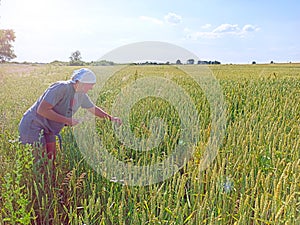 Woman farmer examining spikelets of wheat in the field