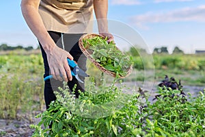 Woman farmer gardener cuts basil with pruner, leaves in basket