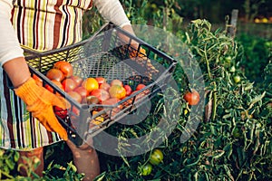 Woman farmer gathering red tomatoes on eco farm putting them in box. Autumn crop of vegetables. Gardening