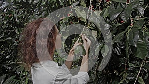 woman farmer is harvesting coffee berries in the coffee farm, arabica coffee berries with agriculturist hands