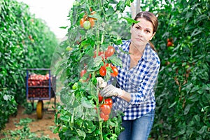 Woman farmer harvesting plum tomatoes in greenhouse