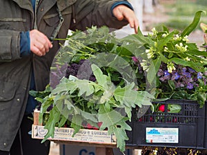 woman farmer harvesting spring veggies from organic vegetable garden