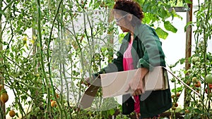 A woman farmer harvests in a greenhouse. The farmer holds a box of organic vegetables-tomatoes. Organic Farm Food