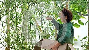 A woman farmer harvests in a greenhouse. The farmer holds a box of organic vegetables-tomatoes. Organic Farm Food