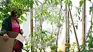 A woman farmer harvests in a greenhouse. The farmer holds a box of organic vegetables-tomatoes. Organic farm food