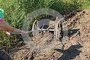 A woman farmer harvests potatoes using a hand plow.