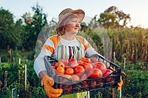 Woman farmer holding box of red tomatoes on eco farm. Gathering autumn crop of vegetables. Farming, gardening