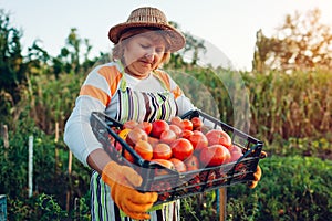 Woman farmer holding box of red tomatoes on eco farm. Picking autumn crop of vegetables. Farming, gardening