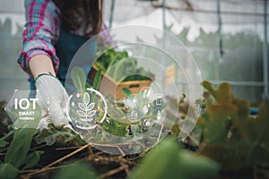 Woman farmer holding a fresh vegetable salad and checking vegetable for finding pest in an organic farm after using apps and