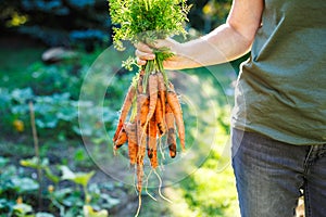 Woman farmer holding harvested carrots from organic garden