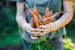 Woman farmer holding harvested carrots from organic garden