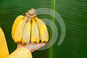 Woman farmer holding raw fresh bananas. Organic fresh yellow bananas in female hands against background of banana leaf