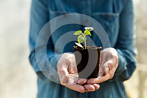 Woman farmer is holding tomato seedlings in her hands for planting. Planting seedlings in the spring in the ground.