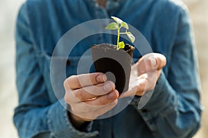 Woman farmer is holding tomato seedlings in her hands for planting. Planting seedlings in the spring in the ground.