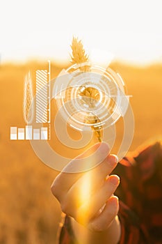 Woman farmer holds an ear of wheat