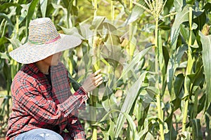 Woman farmer inspecting at her corn field summer sunny day