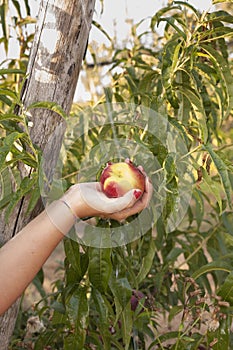 Woman farmer and irrigation