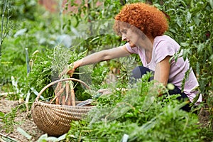 Una donna contadino raccolta una carota 