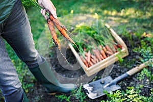 Woman farmer picking fresh carrot from vegetable garden