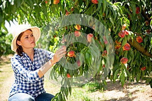 Woman farmer picking harvest of peaches from tree