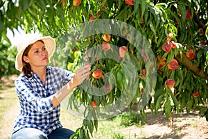 Woman farmer picking harvest of peaches from tree photo