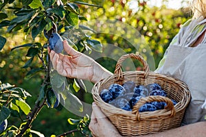 Woman farmer picking plum into wicker basket in garden